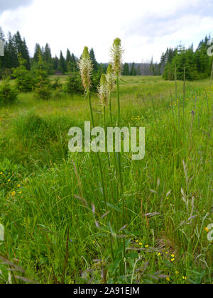 Phyteuma spicatum ährentragend Rapunzeln, Stockfoto