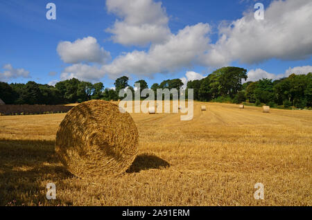 Strohballen in Feld, Bretagne, Frankreich Stockfoto