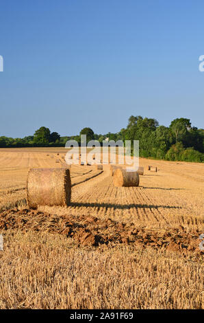 Cut Weizenfeld, Normandie, Frankreich Stockfoto