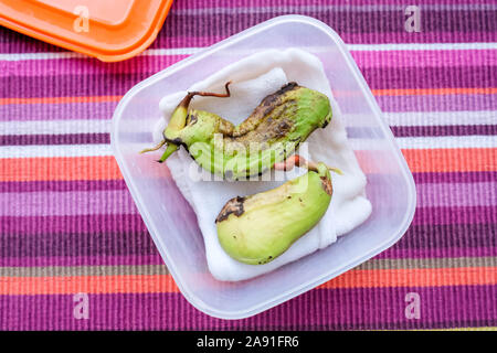 Zwei mango Samen in Container für das Einpflanzen. Hellen Hintergrund Stockfoto