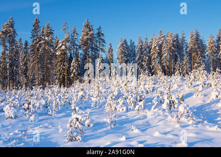 Eindeutige Wald im Winter mit Schnee bedeckt, aufgeforsteten Fläche mit Pine Tree Setzlinge im Vordergrund, Finnland Stockfoto