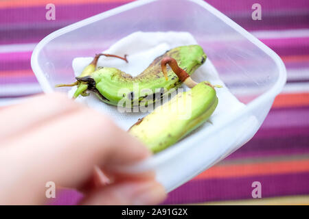 Zwei gekeimt mango Samen in einem Container. Hand hält. Hellen Hintergrund Stockfoto