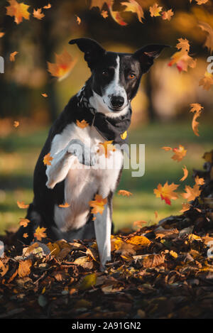 Collie Schäferhund posiert im Herbst Blätter Stockfoto