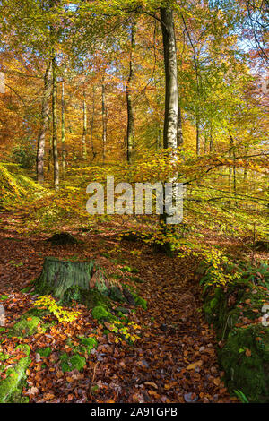 Herbstliche Buche im unteren Wye Valley, Wales. Stockfoto