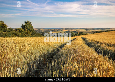Schöne britische Landwirte Feld bei Sonnenuntergang - Dorset, Großbritannien Stockfoto