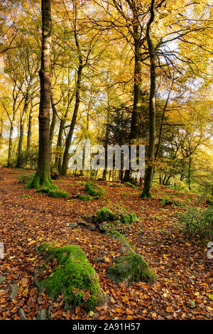 Die herbstlichen Bäume im unteren Wye Valley, Wales. Stockfoto