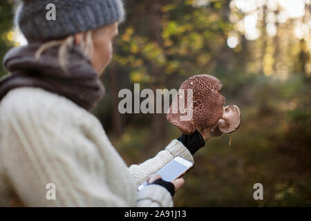 Frau, sammeln von Pilzen Stockfoto