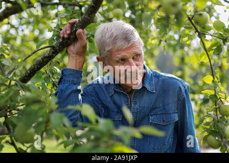 Ältere Mann im Garten Stockfoto