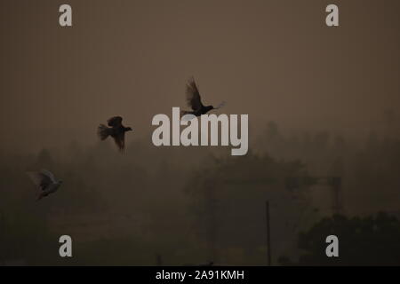 Vögel fliegen durch den Nebel, am Morgen, Tauben Vögel fliegen in den nebligen Himmel Hintergrund von Nebel und Sky. Stockfoto