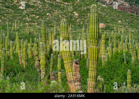 Baja California Sur riesigen Kakteen Wald in der Wüste Stockfoto