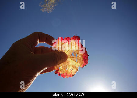 Blatt- und Sonnenlicht Stockfoto