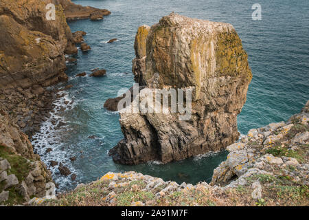 Sea Stacks, die durch die Erosion der Küsten an der Küste von Pembrokeshire, Wales. Stockfoto