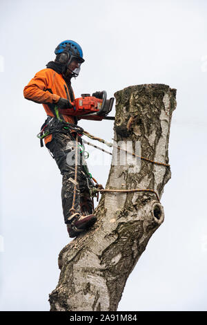 Mann mit Kettensäge arbeiten an einen großen silbernen Birke. Stockfoto