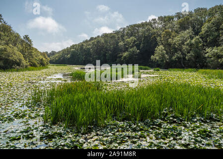 Wandern Die freshwater Bosherston Lily Teiche in der Nähe von Pembroke in West Wales. Stockfoto