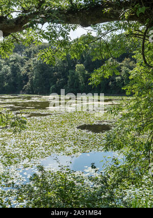 Wandern Die freshwater Bosherston Lily Teiche in der Nähe von Pembroke in West Wales. Stockfoto