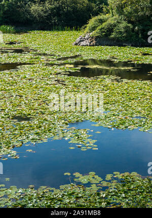 Wandern Die freshwater Bosherston Lily Teiche in der Nähe von Pembroke in West Wales. Stockfoto