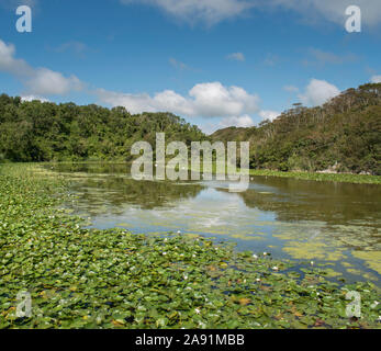 Wandern Die freshwater Bosherston Lily Teiche in der Nähe von Pembroke in West Wales. Stockfoto