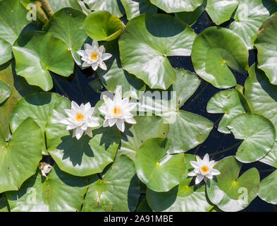 Wandern Die freshwater Bosherston Lily Teiche in der Nähe von Pembroke in West Wales. Stockfoto