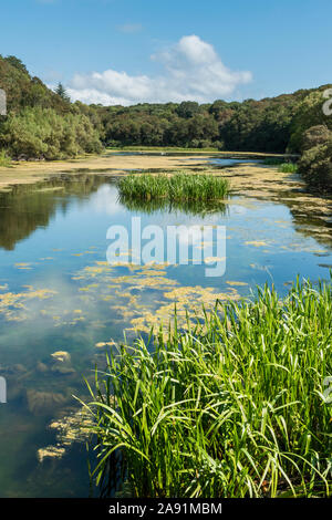 Wandern Die freshwater Bosherston Lily Teiche in der Nähe von Pembroke in West Wales. Stockfoto