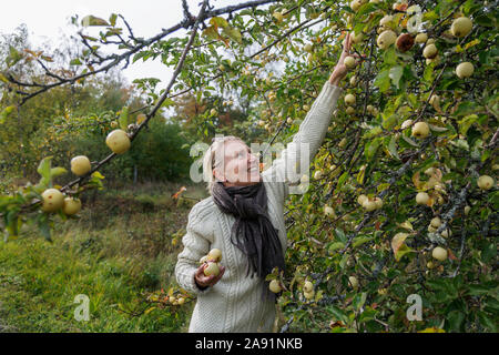 Frau pflücken Äpfel Stockfoto