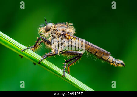 Exotische Assassin oder Räuber Fliegen Dipteren Asilidae Insekt Makro Foto Stockfoto