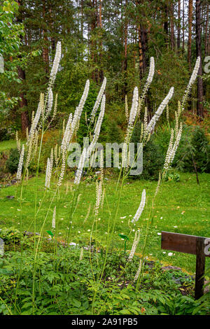Blüte Bush Cimicifuga racemosa gegen einen Pinienwald Stockfoto