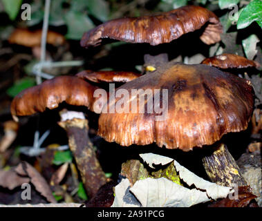 Braun unbekannte Pilze wachsen auf den feuchten Unterholz Stockfoto