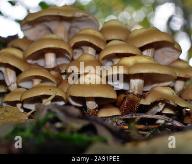 Eine Gruppe von Pilzen wild wachsen im Unterholz Stockfoto