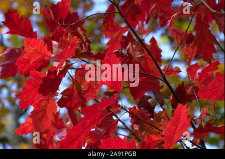 UK Red Herbstliche Blätter immer noch auf dem Ast mit einem blauen Himmel Hintergrund Stockfoto