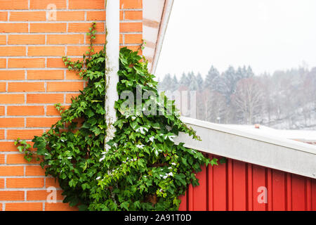 Efeu gegen Mauer Stockfoto