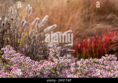 Herrlicher Garten bei Hauser & Wirth Galerie nannte die Oudolf Feld, Durslade Farm, Somerset UK. Durch die Landschaft Künstler Piet Oudolf konzipiert. Stockfoto