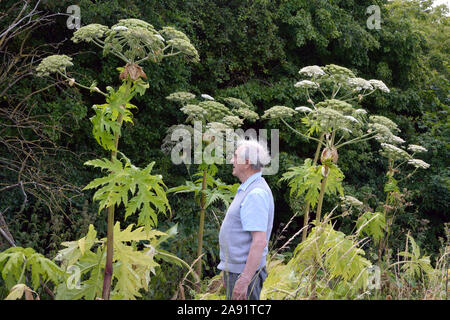 (Riesenbärenklau Heracleum mantegazzianum) ist ein Riese Mitglied der Petersilie Familie (Apiaceae) native auf den westlichen Kaukasus. Stockfoto