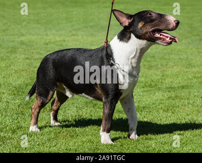 Miniatur Bull Terrier auf einem Rasen. Stockfoto