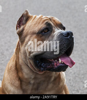 Italienische Cane Corso im Freien. Stockfoto