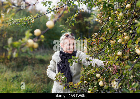 Frau pflücken Äpfel Stockfoto