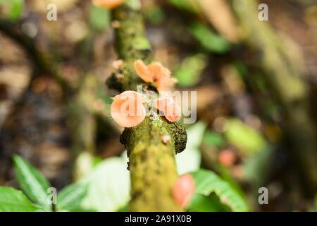 (Selektive Fokus) Blick auf einige Cookeina Pilze. Cookeina ist eine Gattung der Schale Pilze in der Familie Sarcoscyphaceae. Stockfoto