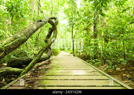 (Selektive Fokus) einen atemberaubenden Blick auf das Kapok Tree Wurzeln in den Vordergrund und einem Defokussierten Gehweg, der durch einen tropischen Regenwald läuft. Stockfoto