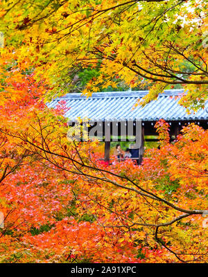 Ansicht des Tofuku-ji-Tempel im Herbst mit bunten Bäumen in Kyoto, Japan. Stockfoto