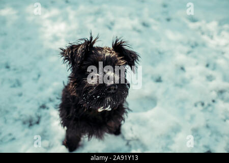 Welpen im Schnee Stockfoto