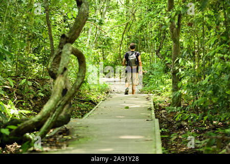 Atemberaubende Aussicht auf eine der Reisenden zu Fuß auf einem Gehweg, der durch den tropischen Regenwald der Taman Negara National Park läuft. Stockfoto