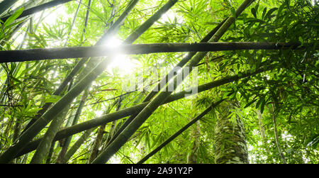 (Selektive Fokus) atemberaubenden Blick auf einige tropische Bäume und Bambus Pflanzen mit schönen grünen Kronen in einem tropischen Regenwald. Stockfoto