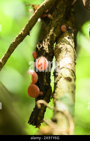 (Selektive Fokus) Blick auf einige Cookeina Pilze. Cookeina ist eine Gattung der Schale Pilze in der Familie Sarcoscyphaceae. Stockfoto