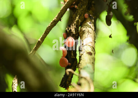 (Selektive Fokus) Blick auf einige Cookeina Pilze. Cookeina ist eine Gattung der Schale Pilze in der Familie Sarcoscyphaceae. Stockfoto