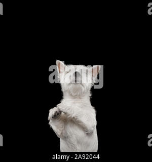 Süße West Highland White Terrier Hund suchen und Essen auf isolierte schwarze Hintergrund fragen Stockfoto