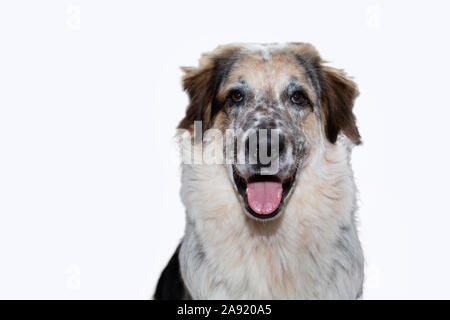 Close-up Portrait von großen, weißen, schwarzen und braunen fuzzy Hund, auf weißem Hintergrund an Kamera suchen, die Zunge heraus Stockfoto
