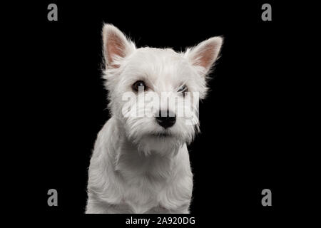 Portrait von Niedliche West Highland White Terrier Hund auf isolierte schwarze Hintergrund Stockfoto