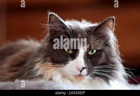 Eine Nahaufnahme von einer Norwegischen Waldkatze weiblichen Lügen auf grau Schaffell im Innenbereich Stockfoto