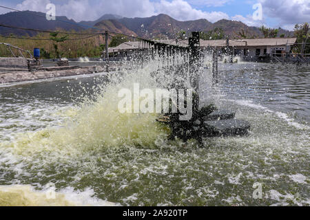 Elektrisch angetriebene Schaufelräder, die Welligkeit der Wassertank mit Riesengarnelen. Schwimmende Geräte auf die Wasseroberfläche im Tank sauerstoffhaltigen Wasser. Stockfoto