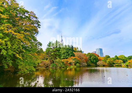 Blick auf den schönen Garten mit bunten Bäume im Herbst in Shinjuku Gyoen Garden in Tokio, Japan. Stockfoto