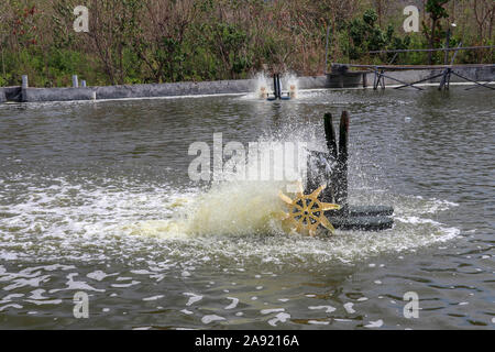 Elektrisch angetriebene Schaufelräder, die Welligkeit der Wassertank mit Riesengarnelen. Schwimmende Geräte auf die Wasseroberfläche im Tank sauerstoffhaltigen Wasser. Stockfoto